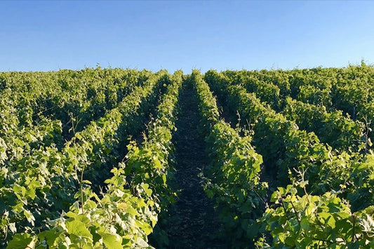Cuvée de Prestige: le migliori annate di Champagne