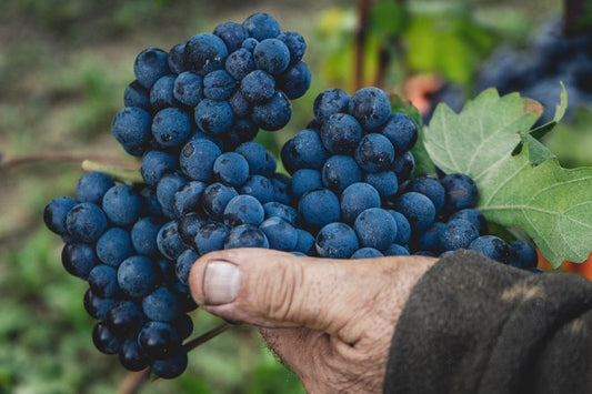 Strada del Vino Dogliani: Itinerari nelle Langhe tra storia, cultura e degustazioni