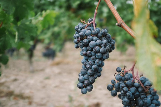 Tannini del vino: cosa sono e a cosa servono?