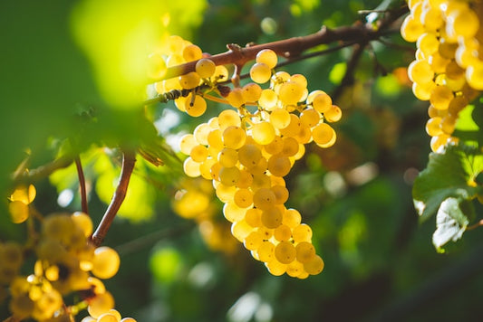 Qual è la differenza tra Chardonnay e Sauvignon?