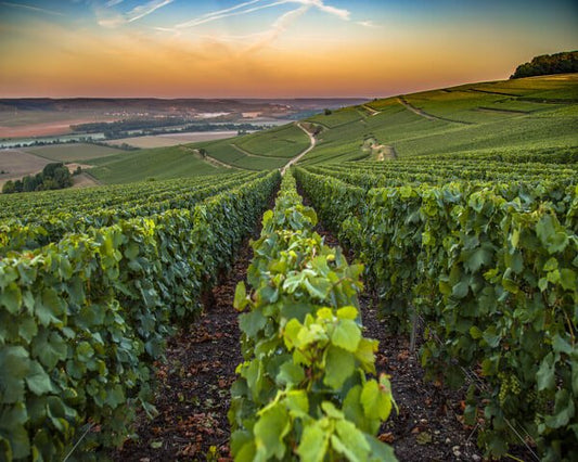 Champagne: terroir e zone di produzione
