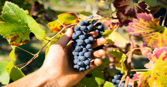 Refosco dal peduncolo rosso: caratteristiche e abbinamenti ideali