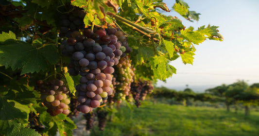 Vini della Valpolicella: storia e caratteristiche