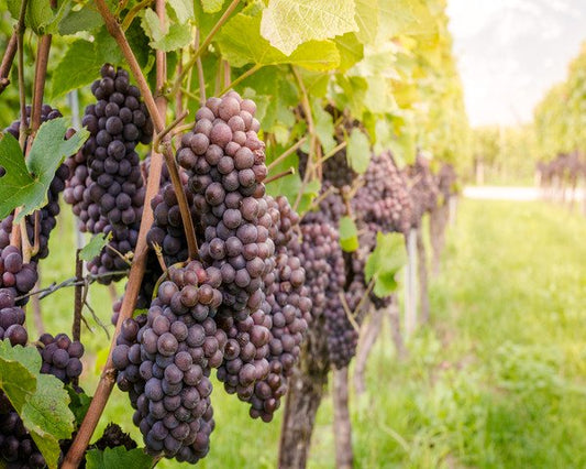 Le mille sfaccettature del Pinot Grigio: Alsazia, Veneto e Friuli a confronto