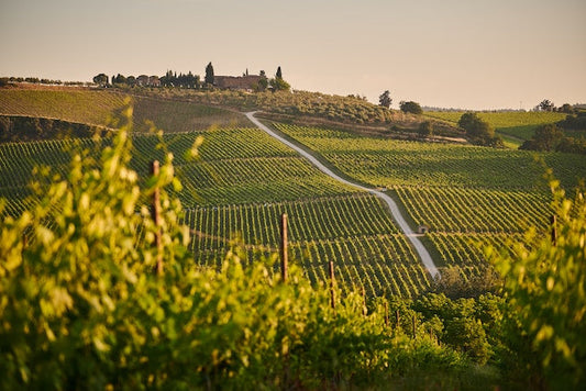 Storia e caratteristiche organolettiche del vino Soave