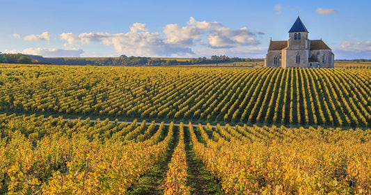 I vini della Borgogna: scopri le AOC e le caratteristiche di un terroir leggendario