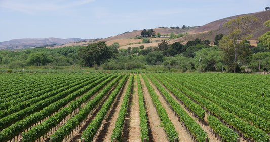 Storia e caratteristiche dei vini californiani: la guida completa
