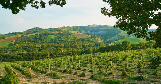 Vini Emiliani e Romagnoli: storia, caratteristiche e vitigni