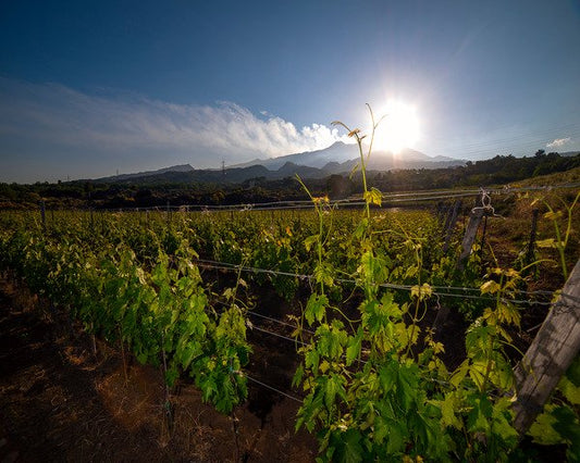 Vini dell'Etna: caratteristiche, storia e vitigni più importanti