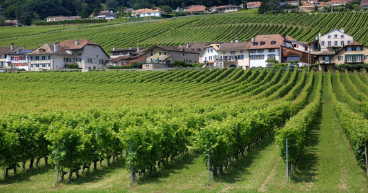 Vini Jura: caratteristiche, vitigni e un po' di storia