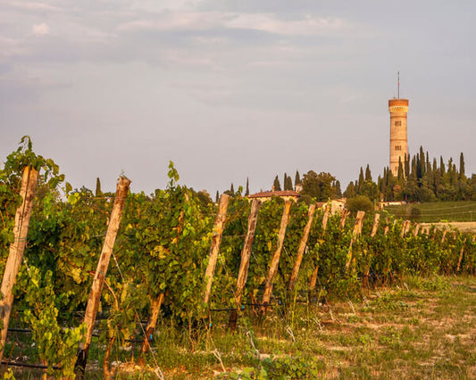 Storia, caratteristiche e abbinamenti del vino Lugana