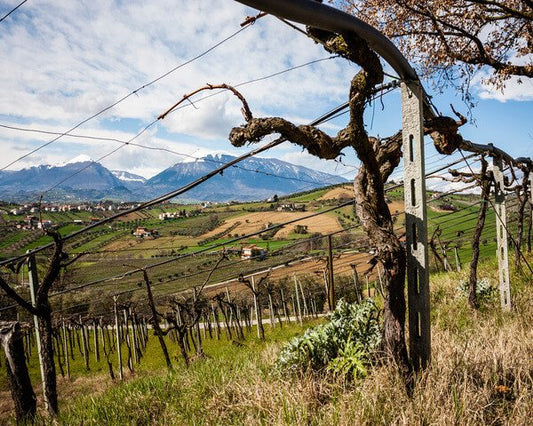 Montepulciano d'Abruzzo: caratteristiche e storia del vitigno