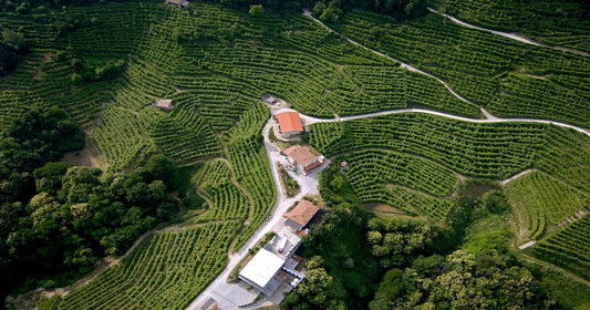 Prosecco: storia, caratteristiche e denominazioni più importanti