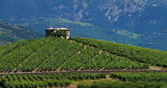 Vini Valdostani: storia e caratteristiche di un terroir unico