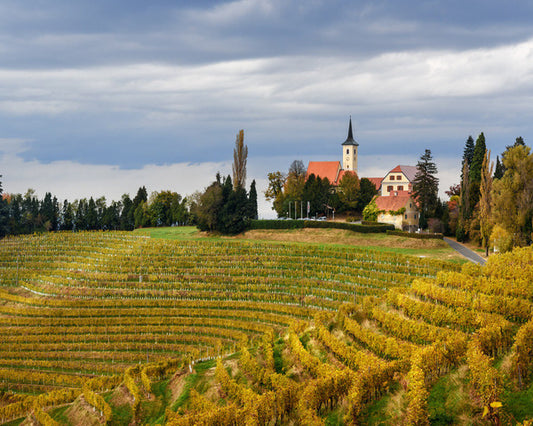 Vini rossi sloveni: la guida completa