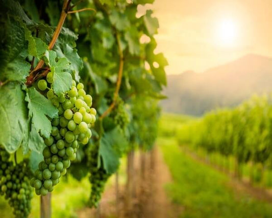 Quali sono i vini bianchi amabili?