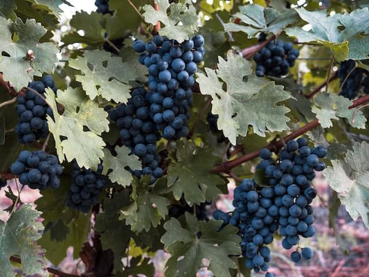 Le origini del Valpolicella Ripasso: molto più di un piccolo Amarone