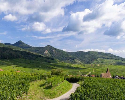 Pinot Bianco: caratteristiche e abbinamenti