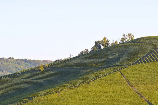 Produttori del Barbaresco: l’unione fra umano e divino