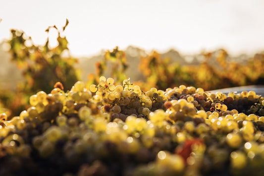 Il Mosto: Cos’è il Mosto d’Uva e Come Funziona la Correzione del Mosto