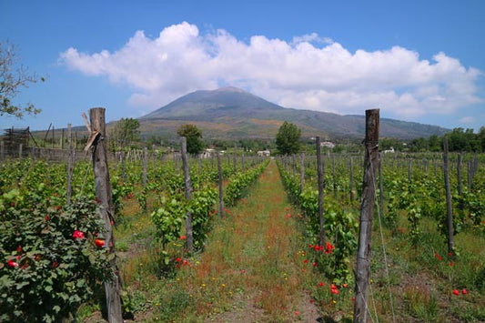 Vitigni autoctoni della Campania: Piedirosso, Coda di Volpe e Biancolella