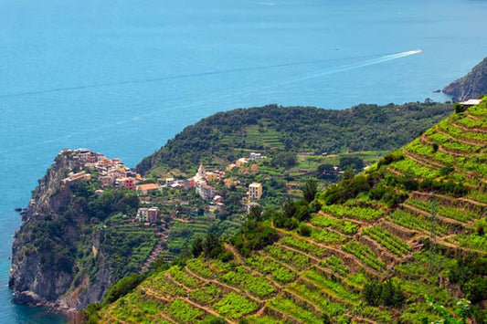 Vitigni autoctoni della Liguria: Pigato, Rossese e Bosco