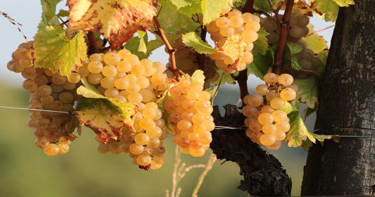 Alla scoperta delle caratteristiche dello spumante Ribolla Gialla