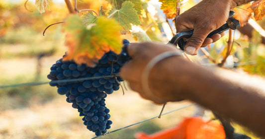Guida ai vini calabresi: vitigni, storia e denominazioni