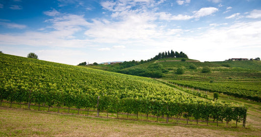 Vini del Collio e dei Colli Orientali, storia e caratteristiche