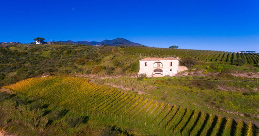 Vini della Basilicata: storia e caratteristiche