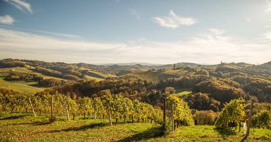 I vini austriaci più famosi: vitigni e denominazioni più importanti