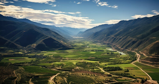 I vini cileni: zone di produzione e caratteristiche