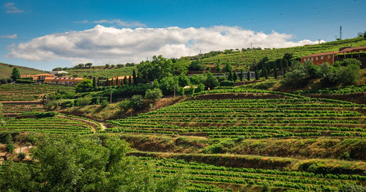 Quali sono i migliori vini portoghesi? La guida completa