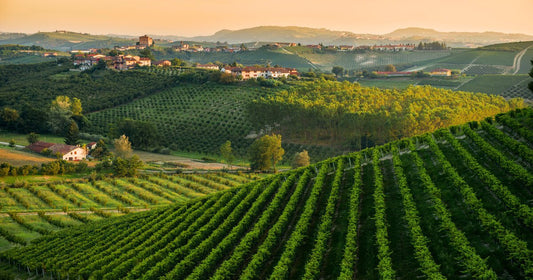 Vini del Monferrato: caratteristiche e denominazioni più importanti