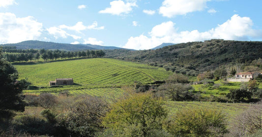 Vini Laziali: storia, caratteristiche e vitigni più importanti