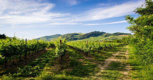 Vini Oltrepò Pavese: storia, caratteristiche e vitigni