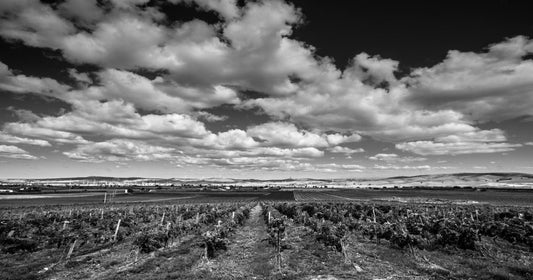 Vini Molisani: le migliori denominazioni, storia e caratteristiche