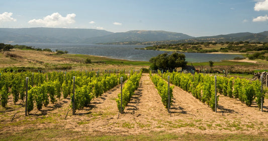 Vini Sardi: storia, caratteristiche, vitigni e terroir