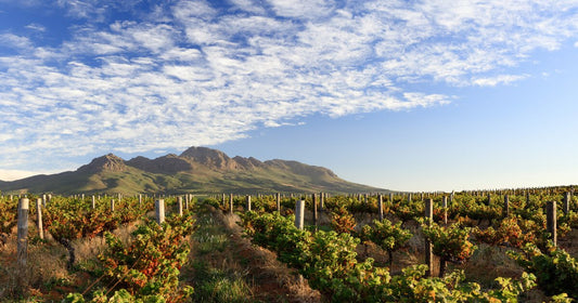 La guida completa ai vini sudafricani: caratteristiche, denominazioni e storia