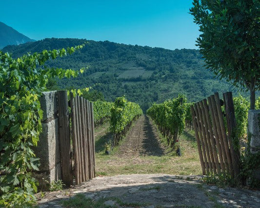 I migliori 3 Taurasi selezionati da Tannico
