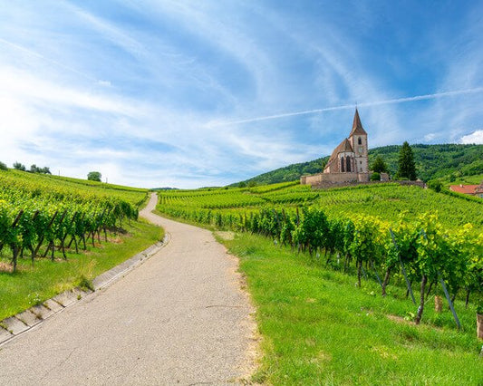 La guida completa ai vini bianchi alsaziani: la Francia che non t'aspetti
