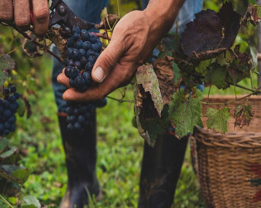 La riscoperta dei vitigni autoctoni, dal Raboso all'Erbamat