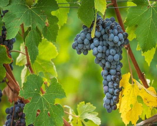 Quali sono i vitigni tradizionali del Piemonte?