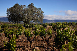 Contino