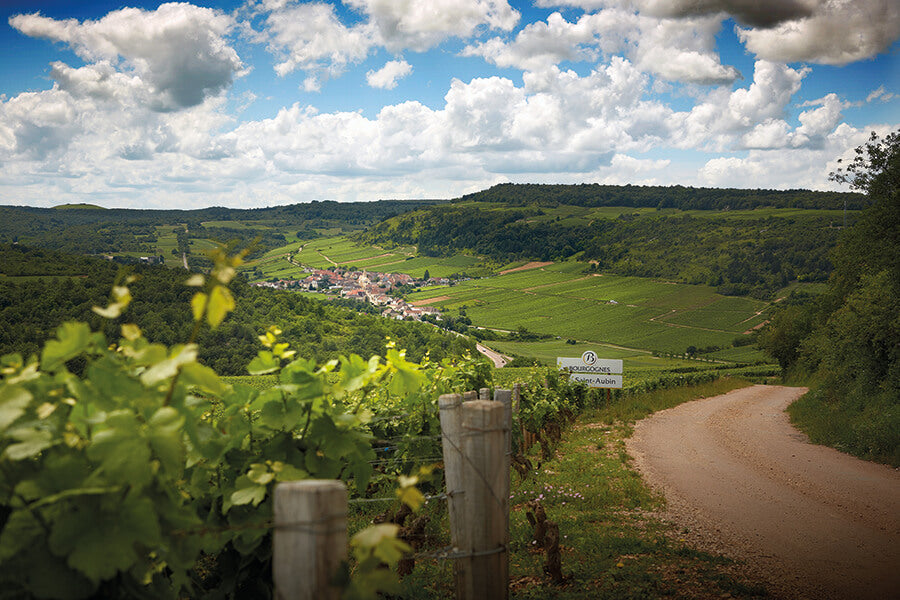 Domaine Roux | Migliori Etichette e Prezzi | Tannico