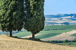 Rio del Cipresso