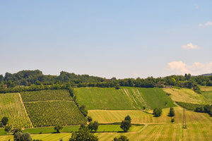 Tenuta Forcirola