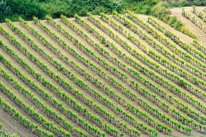 Ciello