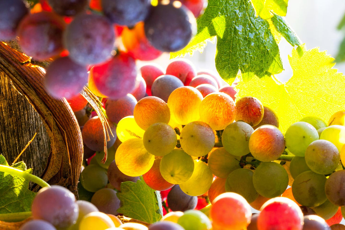 Vendemmia di Tannico