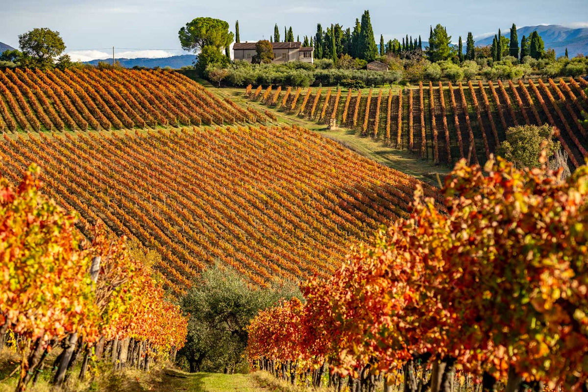 Vini del Centro Italia: fino a -30%